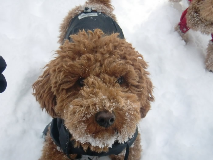 20130208psss1.jpg