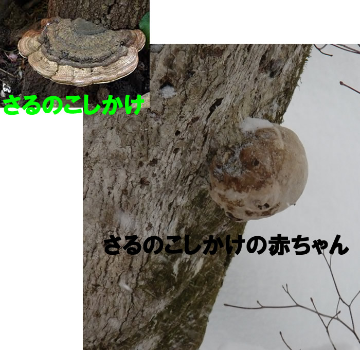 sarunokosikake2.jpg